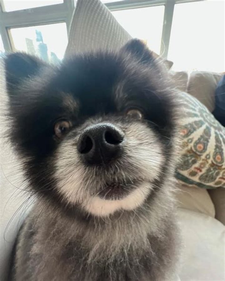 Aaliyah Mendes Pets