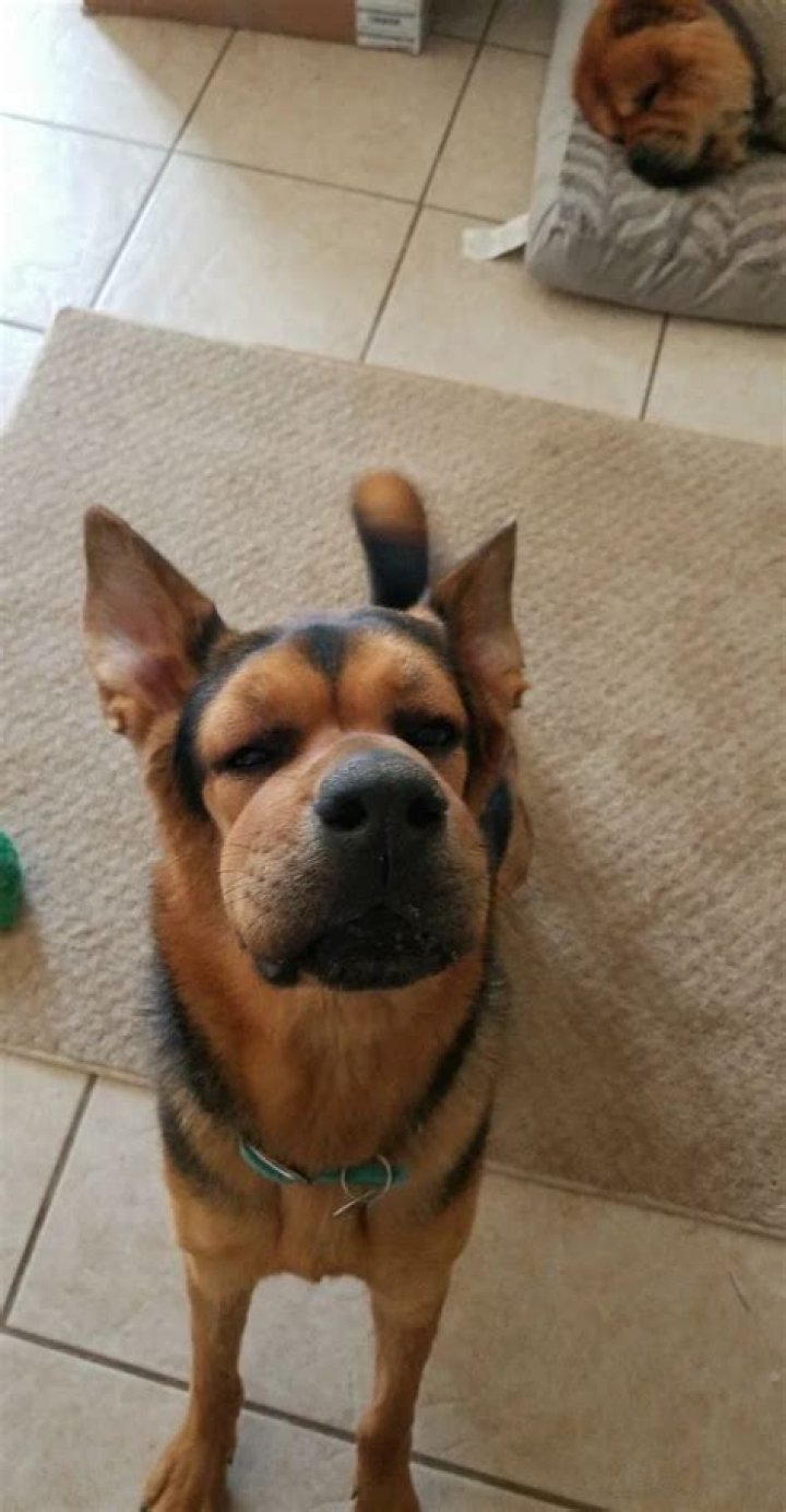 Dog VS Bee: Sixteen Dogs Who Learned a Ruff Lesson