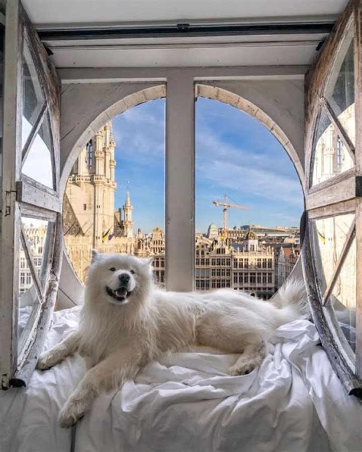 Felix the Samoyed Visited Over 34 Countries and Counting