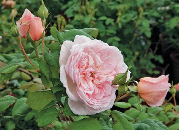 Is the Sweet Frances Rose a real flower?