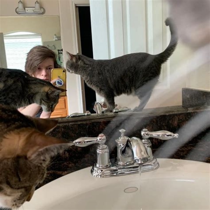 Kalynn Koury Pets - Celebrity Pets