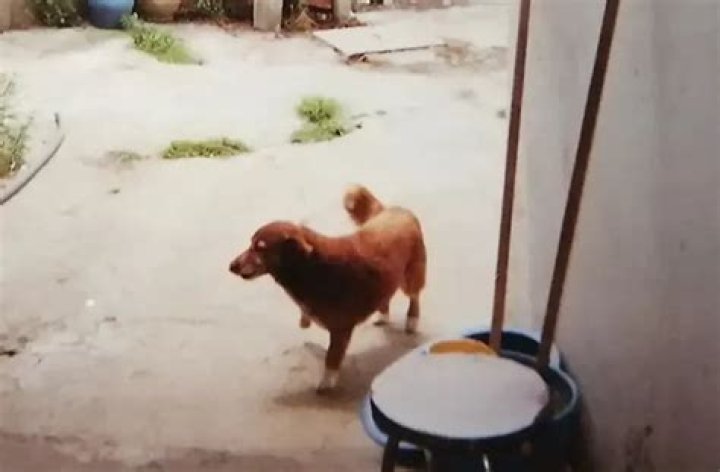 The Final Bark: World’s Oldest Dog, Bobi, Crosses the Rainbow Bridge at 31