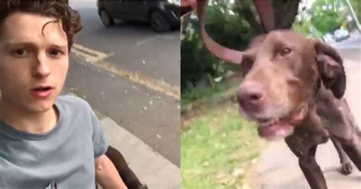 Tom Holland All Around Good Guy Rescues Stray Dog