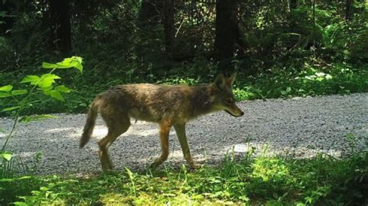 Vancouver Stanley Park Coyote Attacks Increase